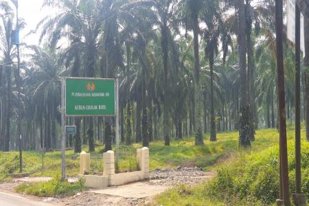 PENGELOLAAN LAHAN HGU PT PN VIII D