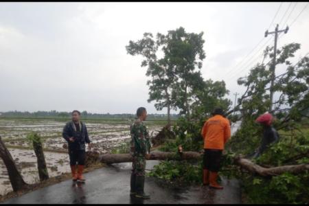 Pohon Tumbang Tutup Jalan Babinsa Kema