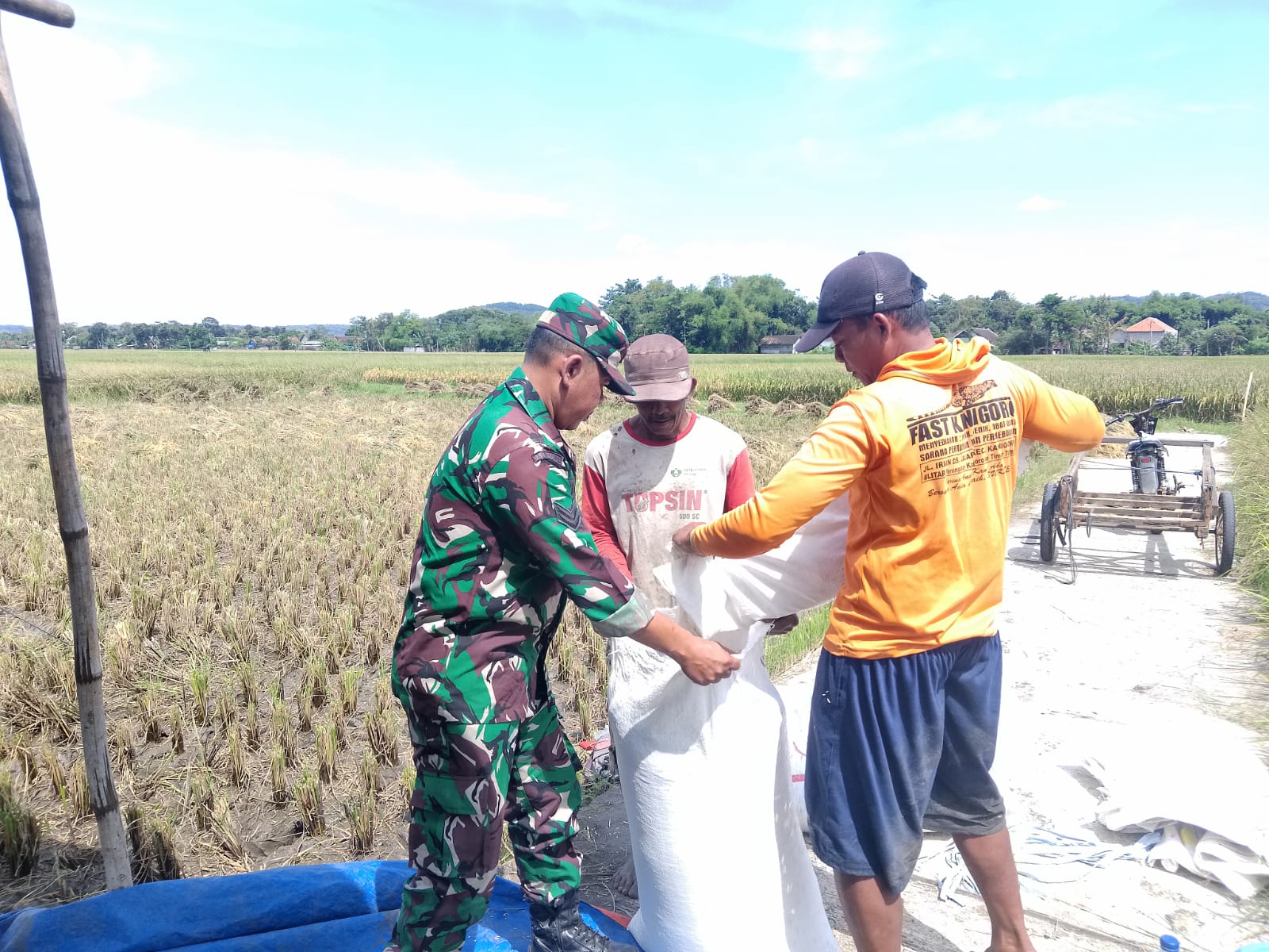 Babinsa Sukorejo Koramil 0808-09 Sutojayan Bantu Panen Padi, Dukung Ketahanan Pangan di Blitar